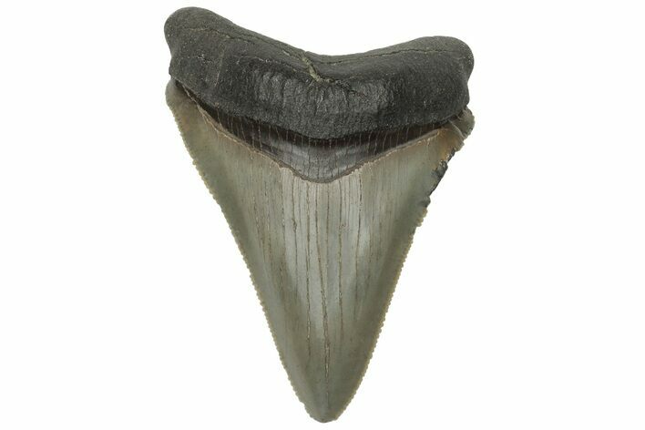 Serrated, Chubutensis Tooth - Megalodon Ancestor #225313